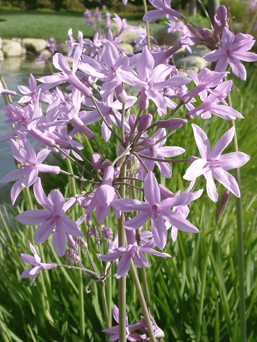 Тульбагия фиолетовая