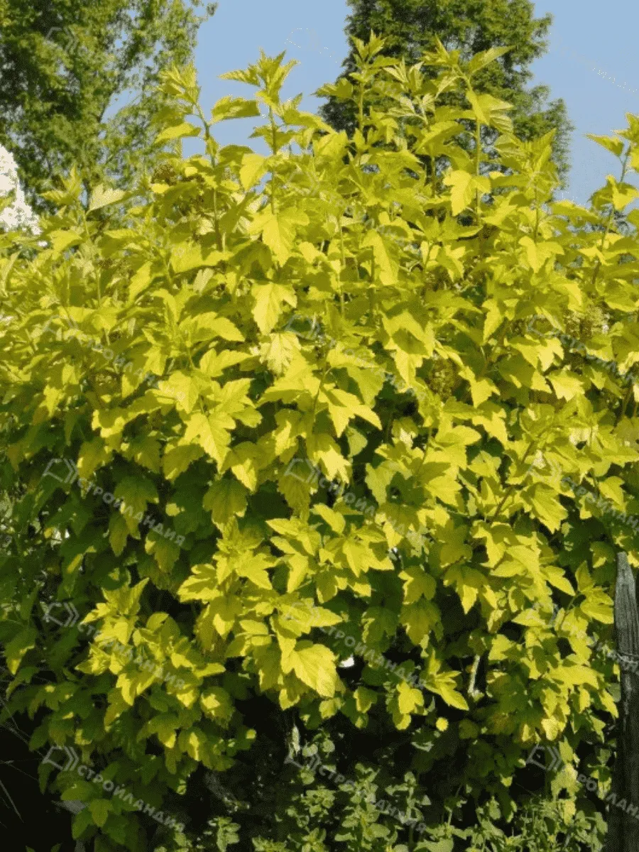 Пузыреплодник калинолистный Angel Gold