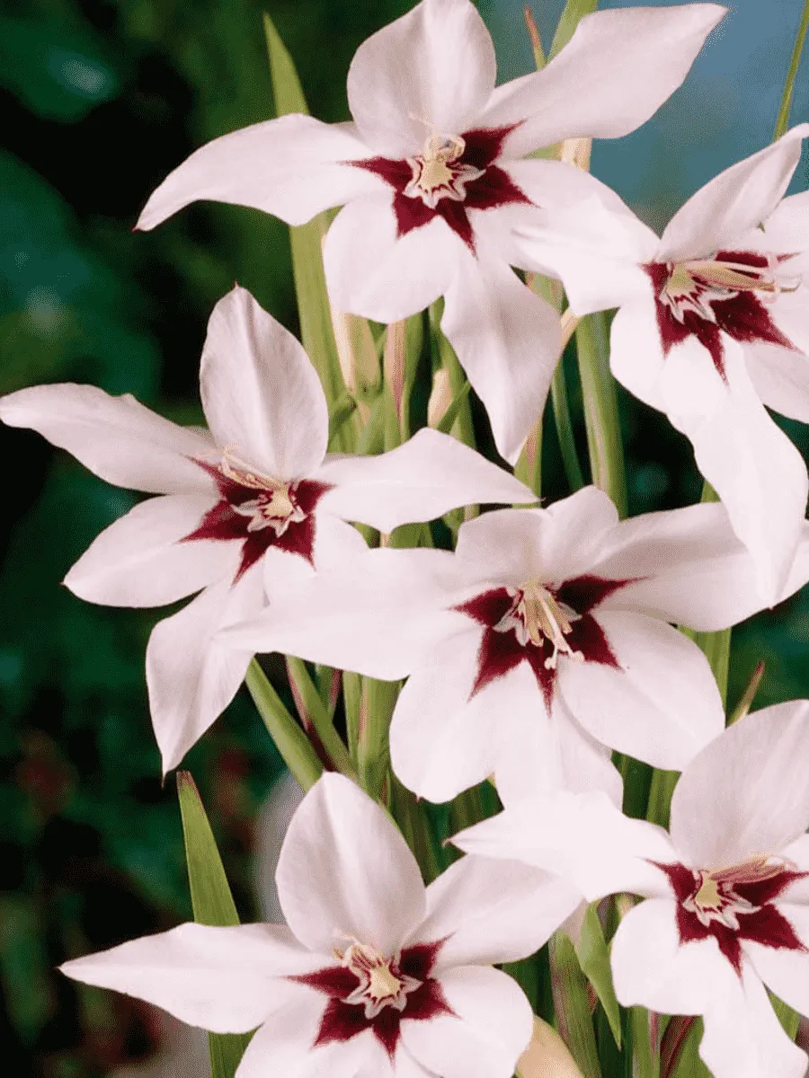 Ацидантера Murielae