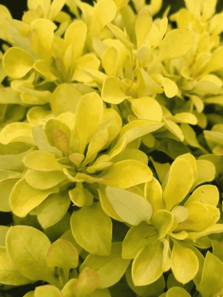 Барбарис Тунберга Tiny Gold