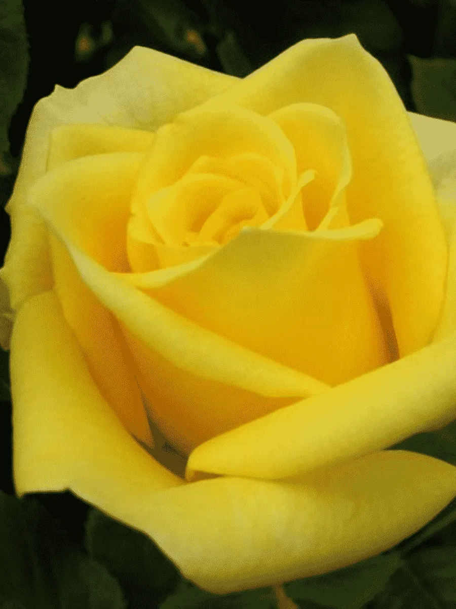 Роза чайно-гибридная Prado