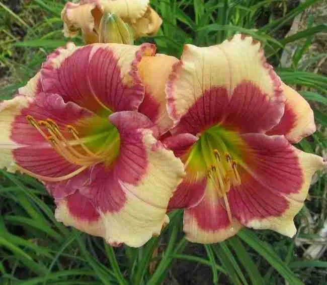 Лилейник Hello Screamer