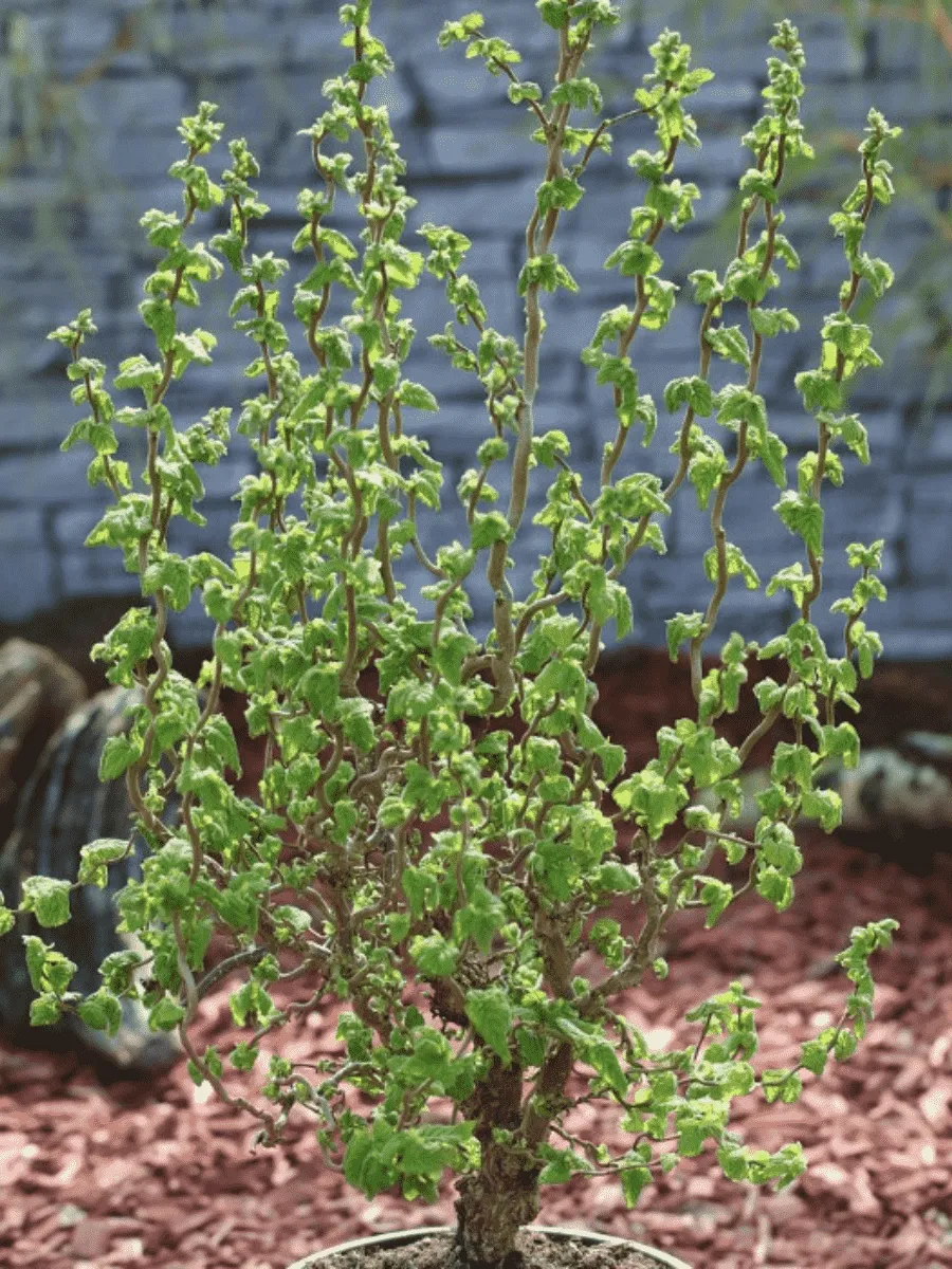 Фундук Scooter