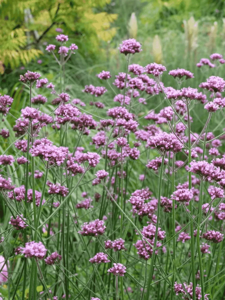 Вербена Бонарская