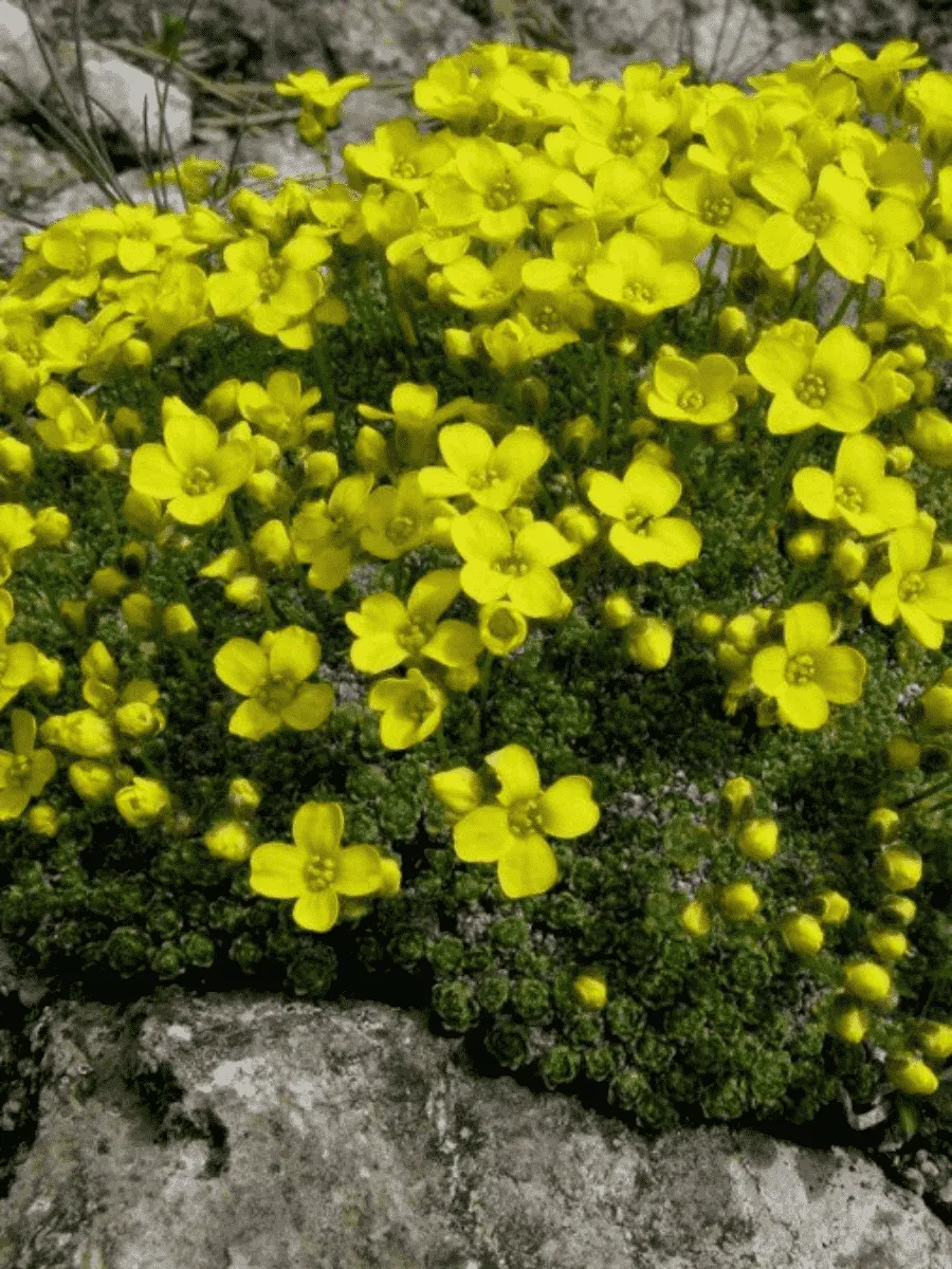 Крупка моховидная