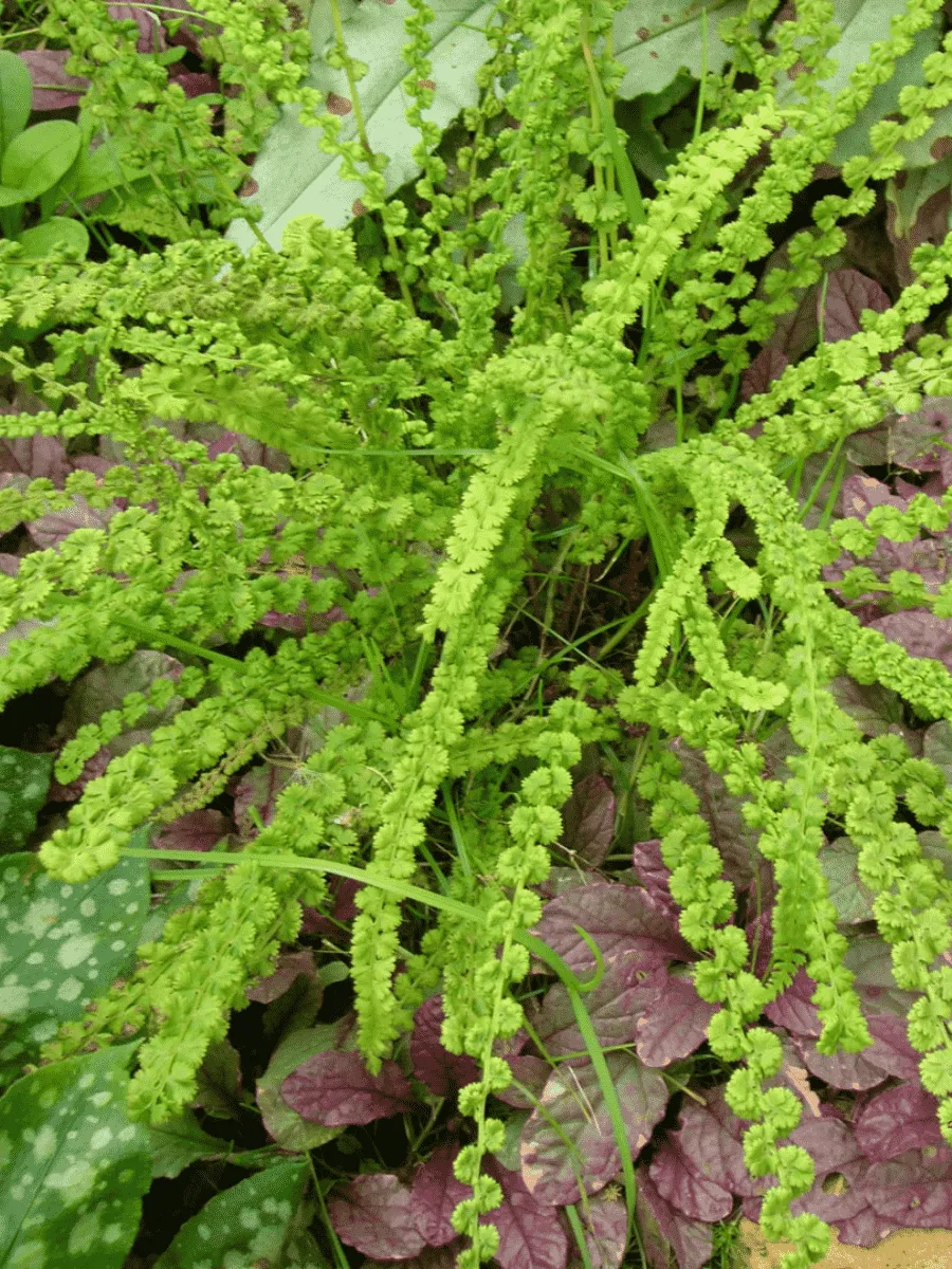 Кочедыжник женский Frizelliae