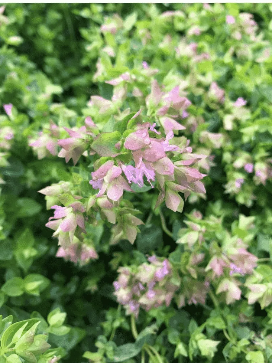 Душица круглолистная Dingle Fairy