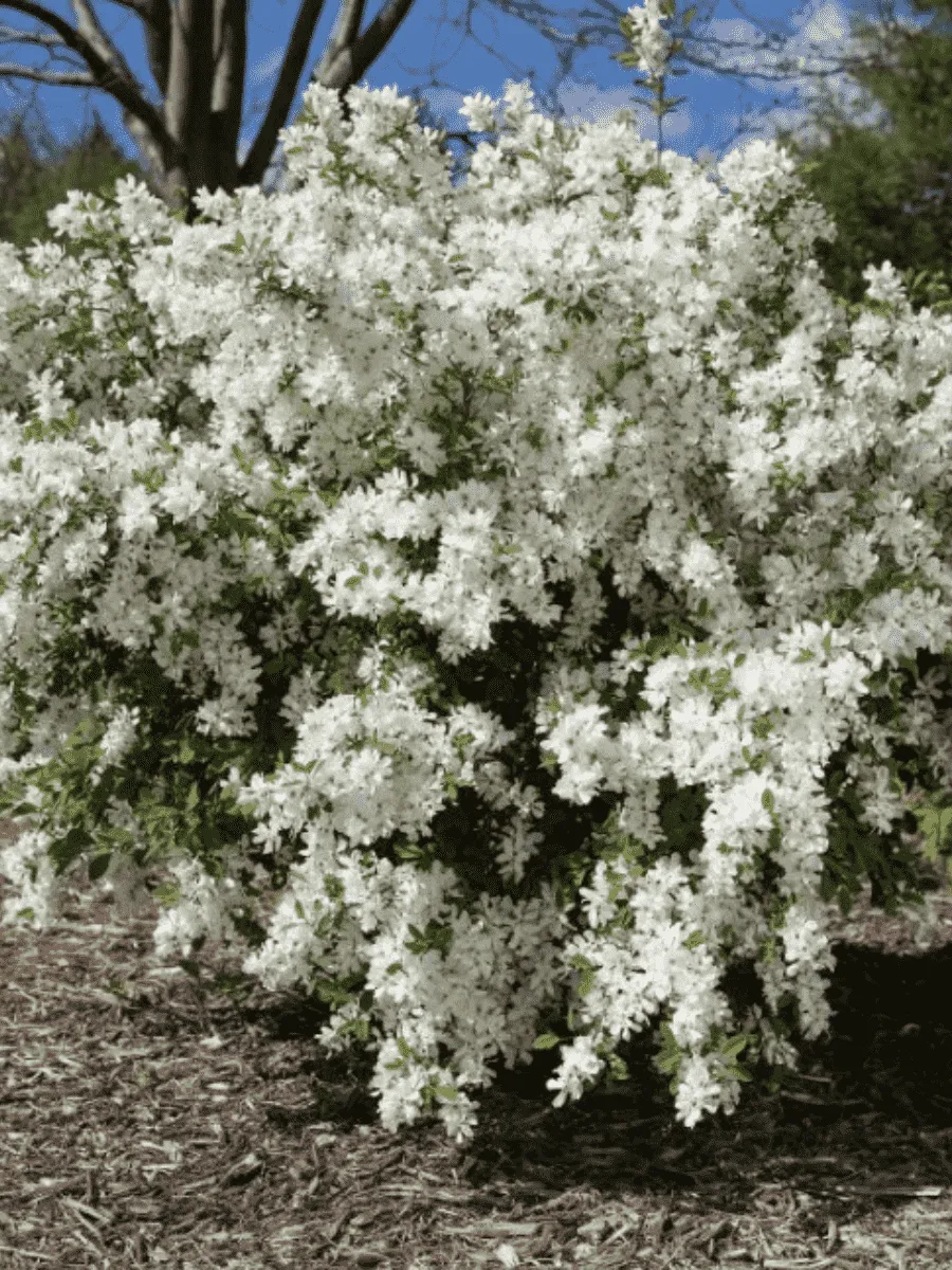 Экзохорда Кистевая