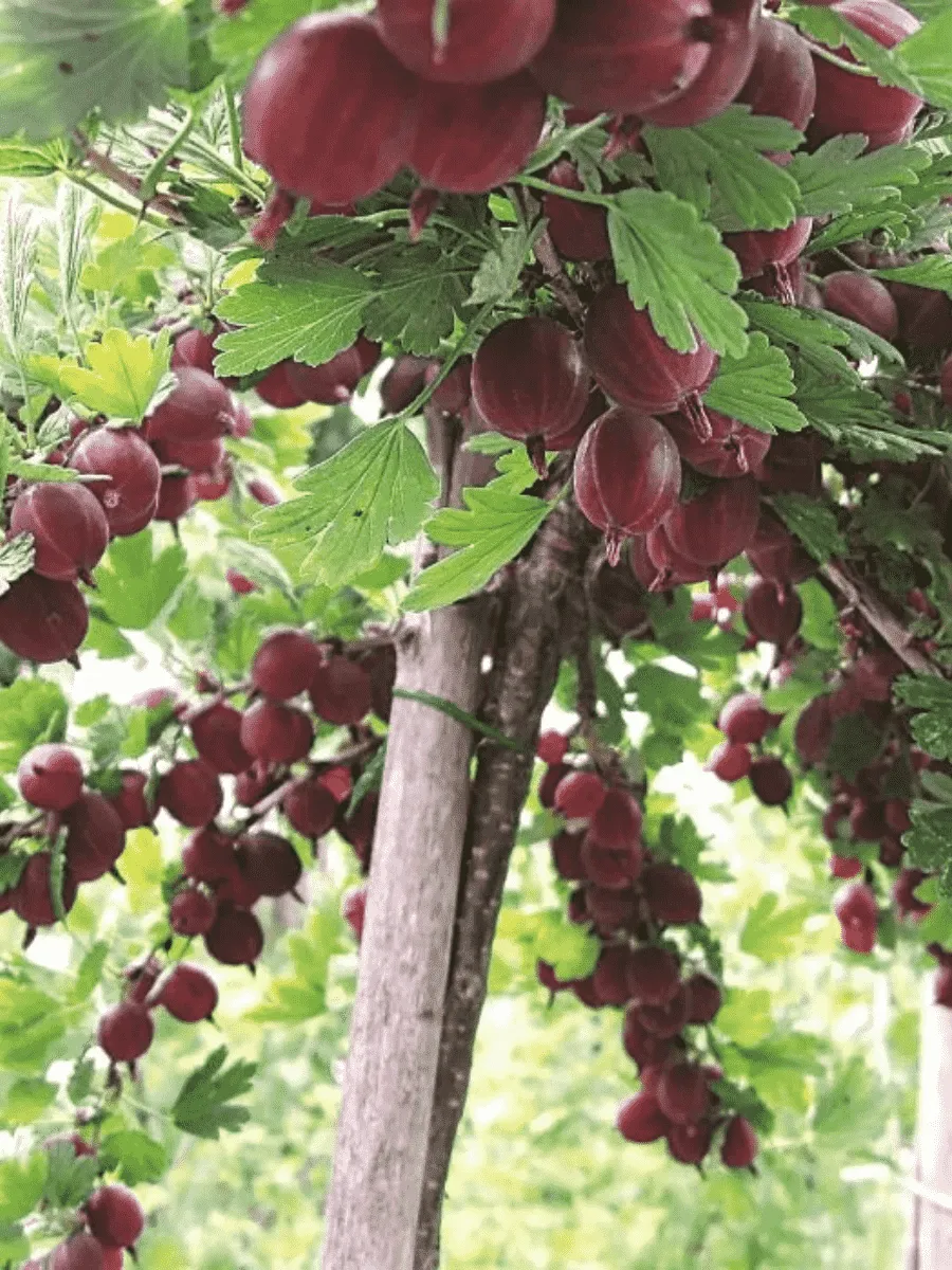 Крыжовник Hinnonmaki rod на штамбе