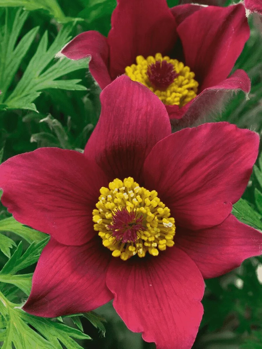 Прострел обыкновенный Pinwheel  Red