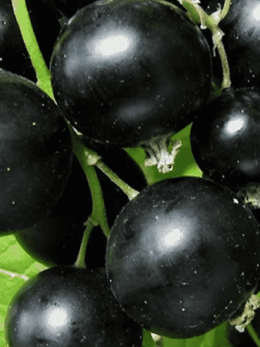 Смородина черная Купалинка