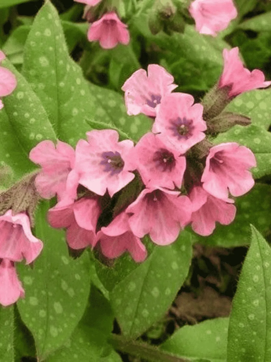 Медуница сахарная  Dora Bielefeld