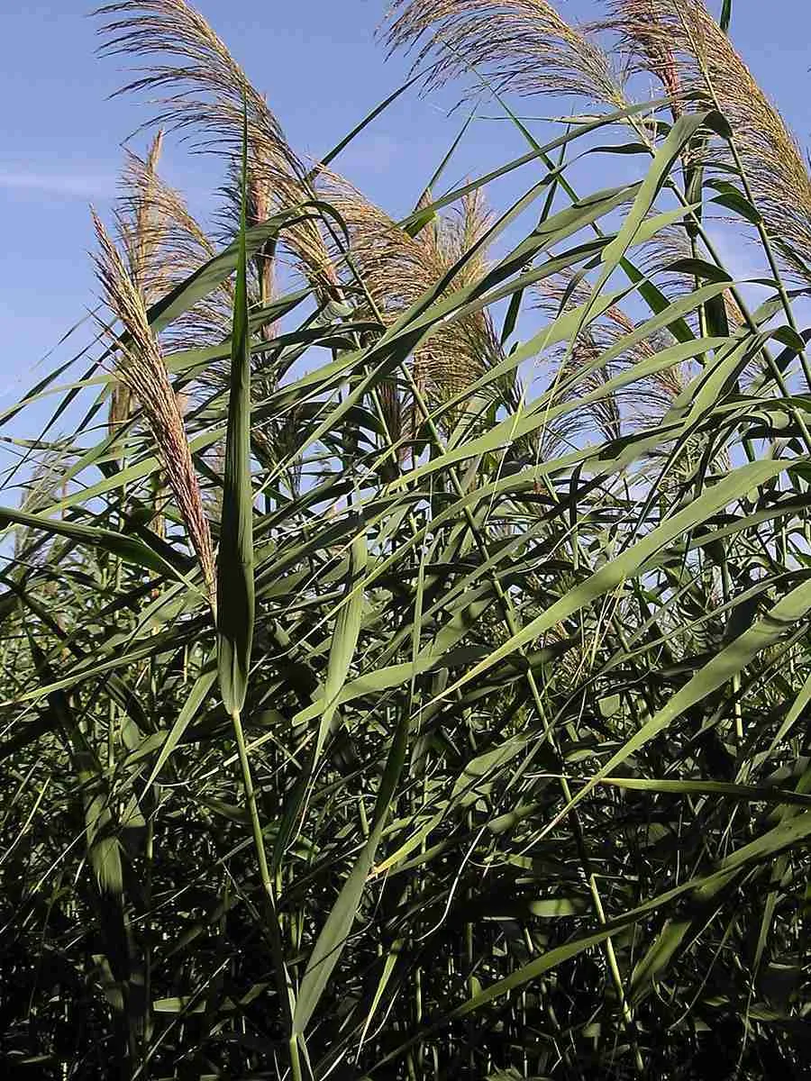 Тростник южный