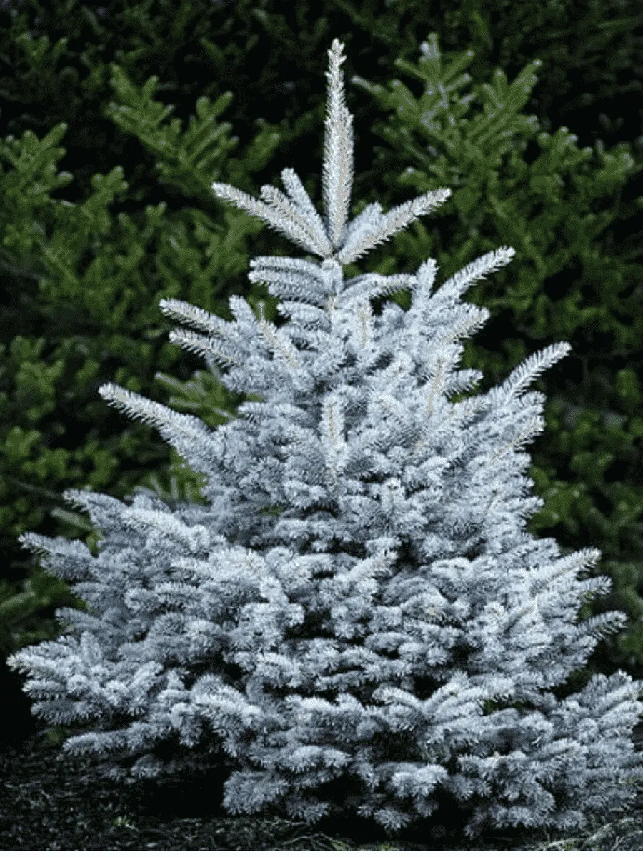 Ель колючая Misty Blue