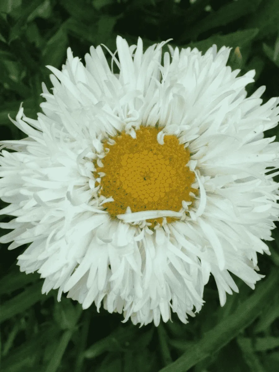 Нивяник наибольший Laspider