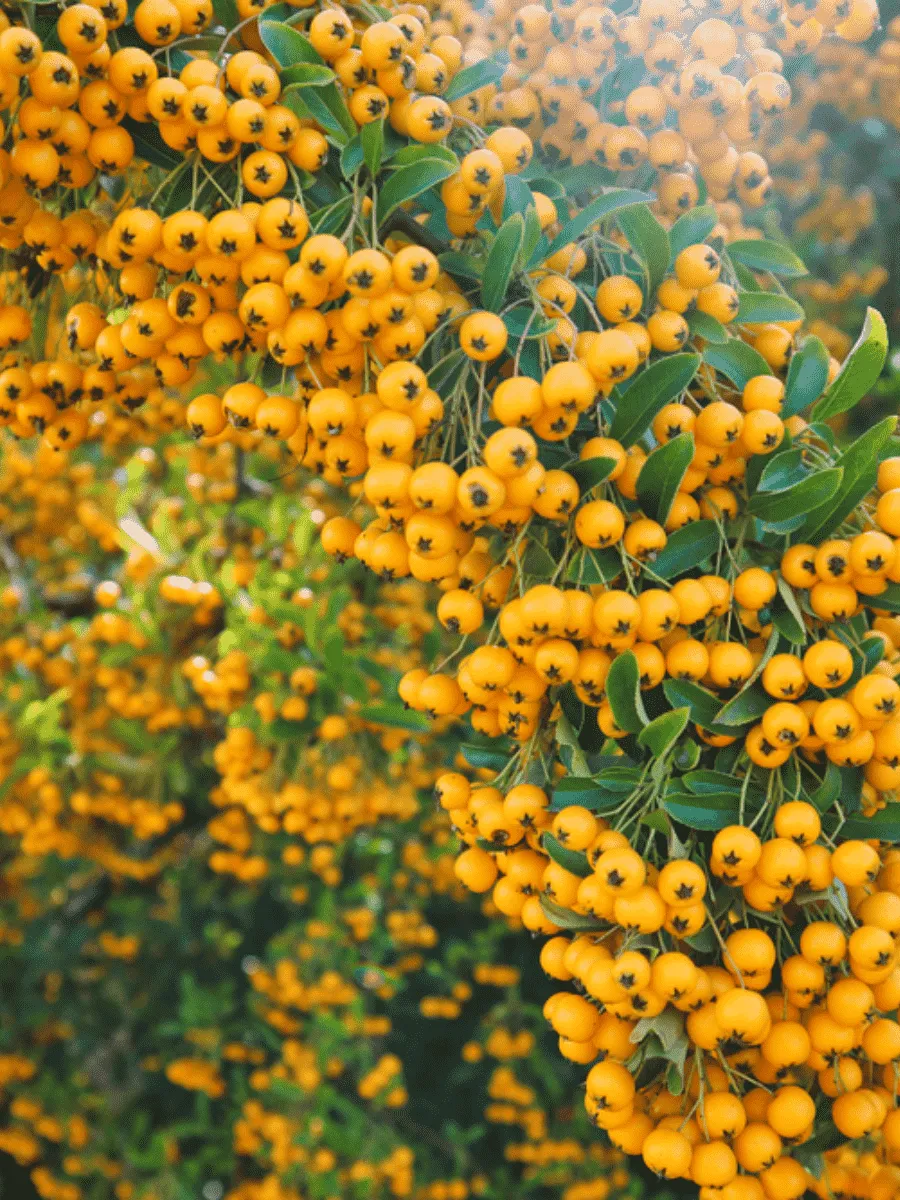 Пираканта узколистная Soleil d'or