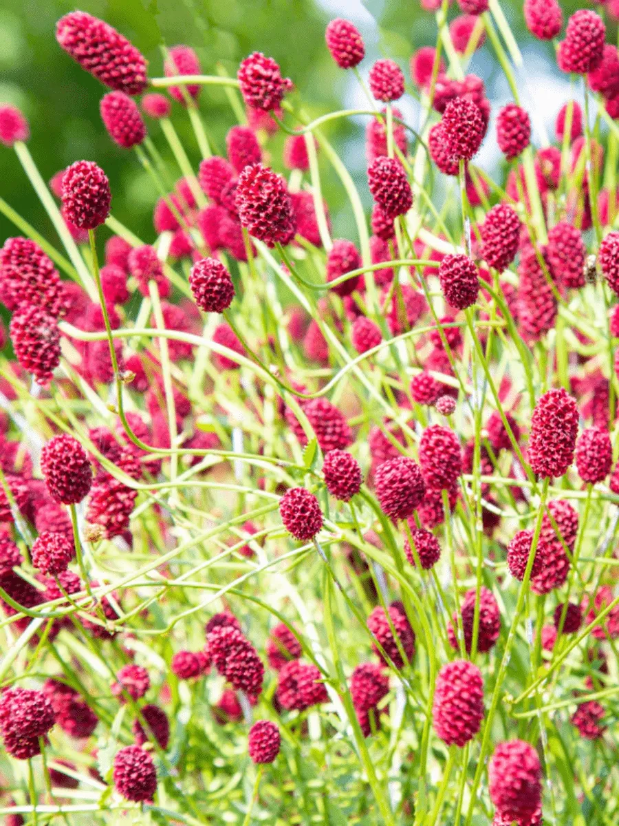 Кровохлебка Proud Mary