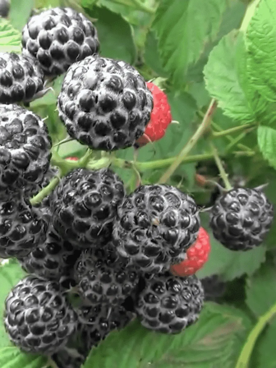 Малина обыкновенная Кумберленд