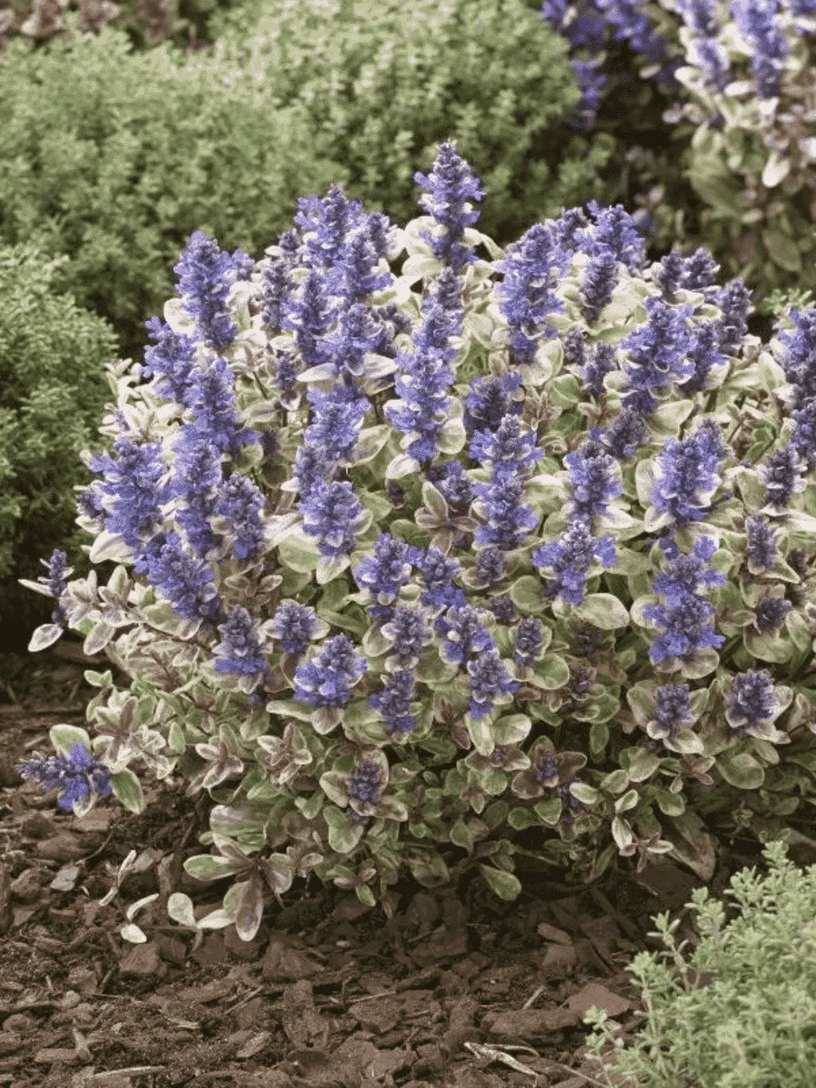 Живучка ползучая Princess Nadia