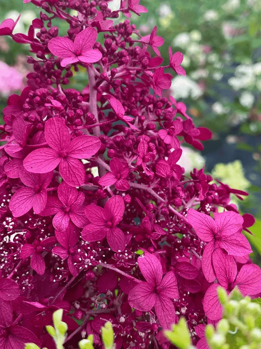 Гортензия метельчатая Wim’s Red