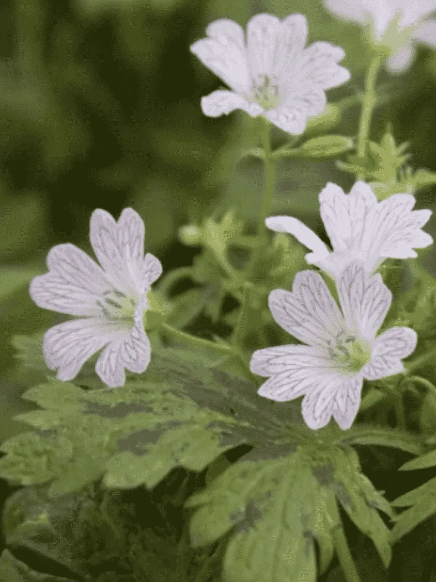 Герань оксонская Katharine Adele