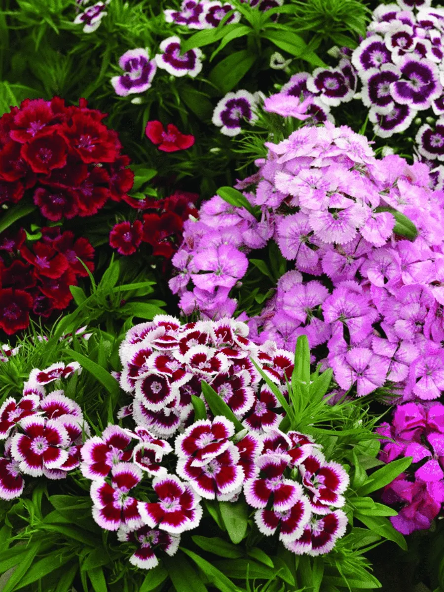 Гвоздика турецкая Diabunda Formula Mix