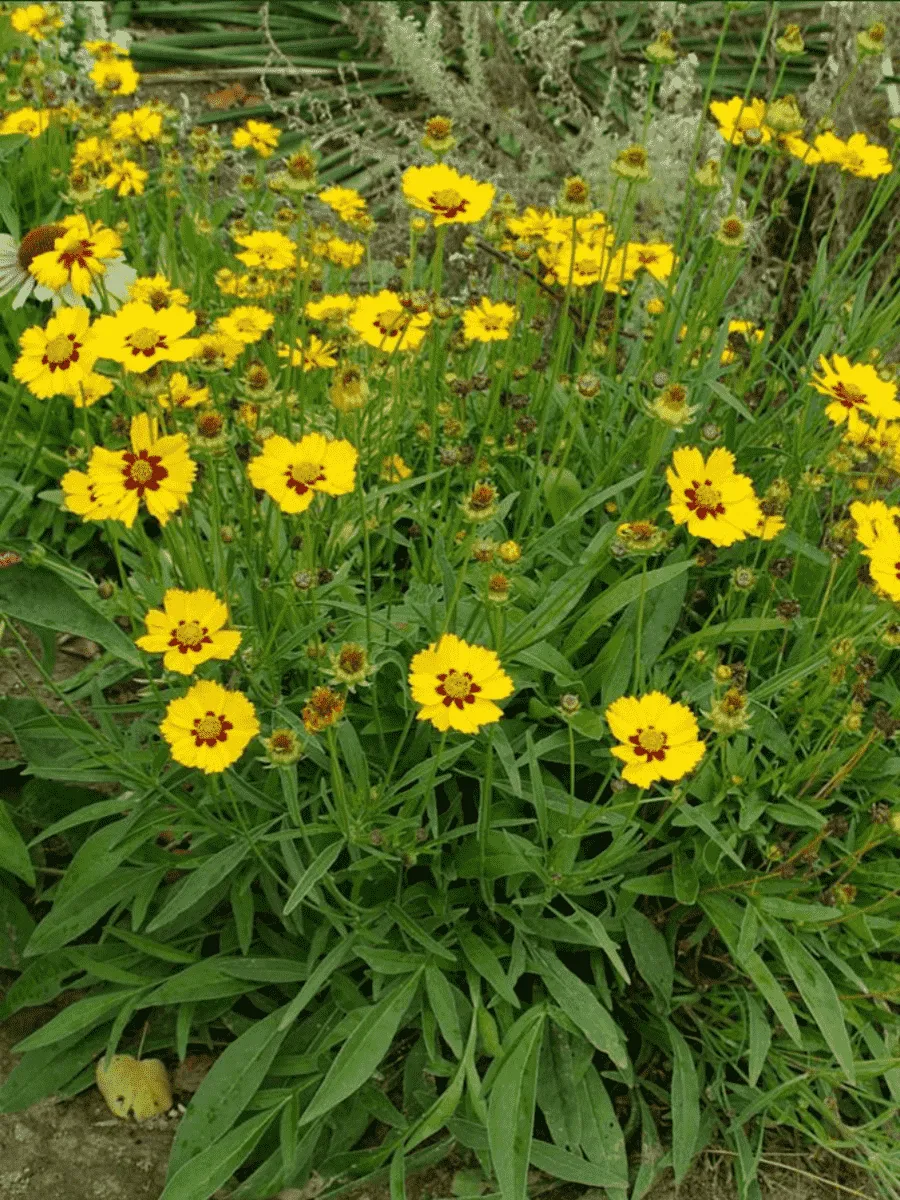 Кореопсис крупноцветковый Sterntaler