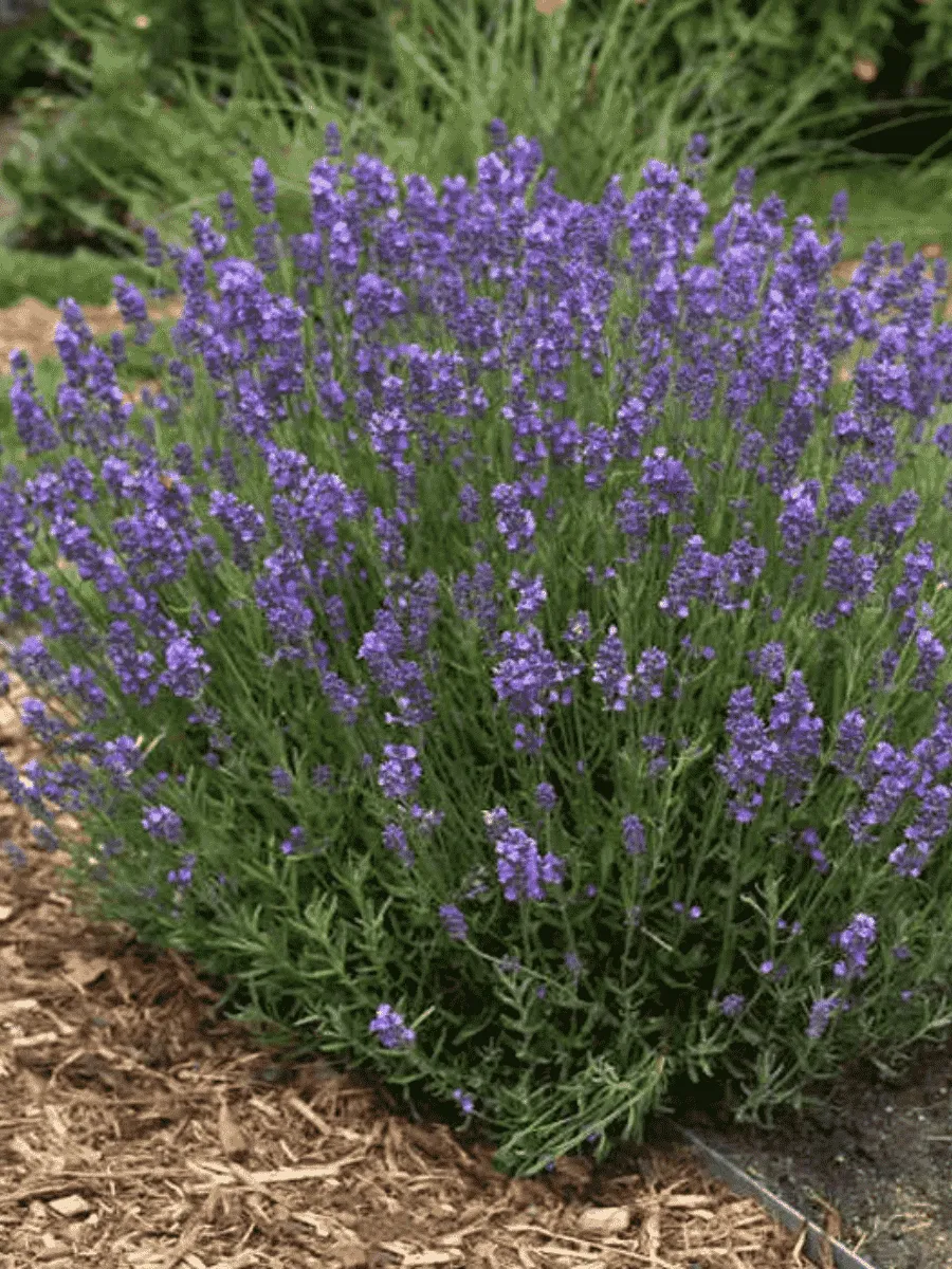 Лаванда узколистная Hidcote