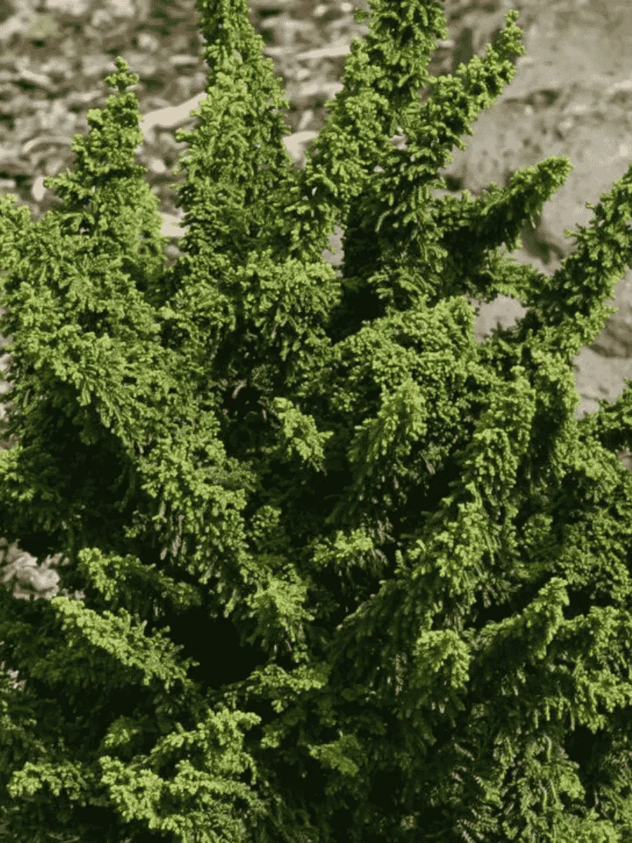 Кипарисовик тупой Teddy Bear