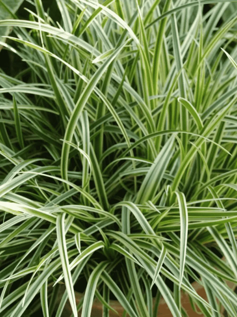 Осока Морроу Variegata