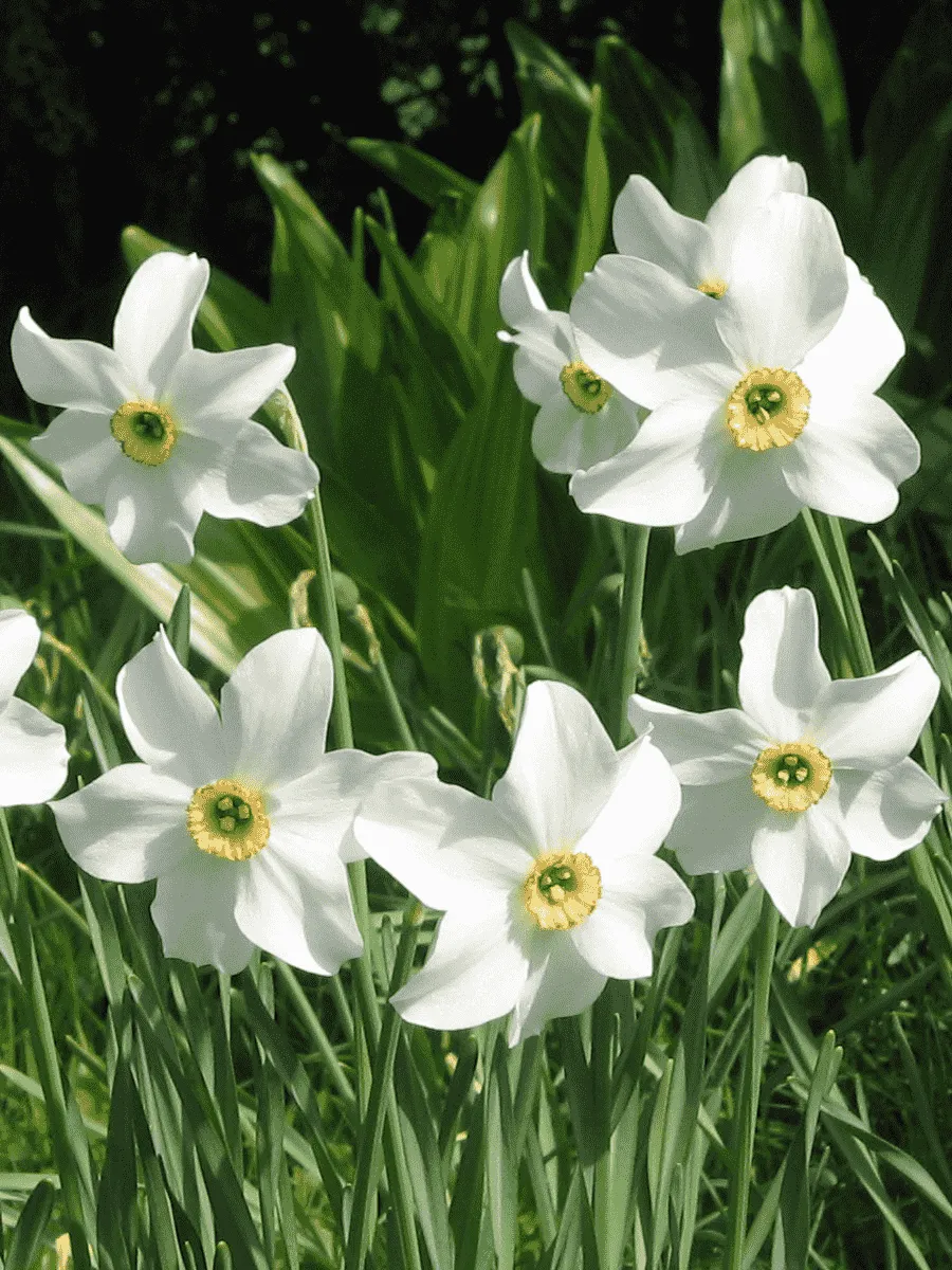 Нарцисс Replete