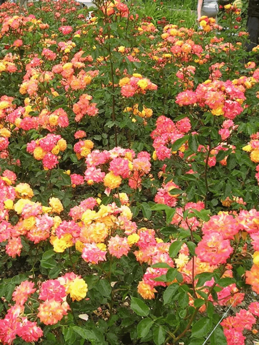 Роза флорибунда Крымский самоцвет