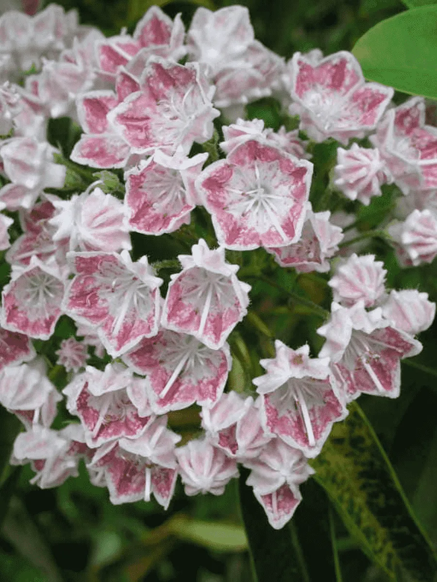 Кальмия широколистная Hania