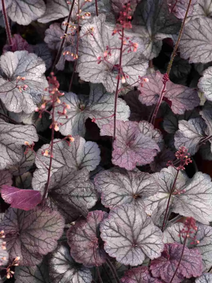 Гейхера Northern Exposur  Silver