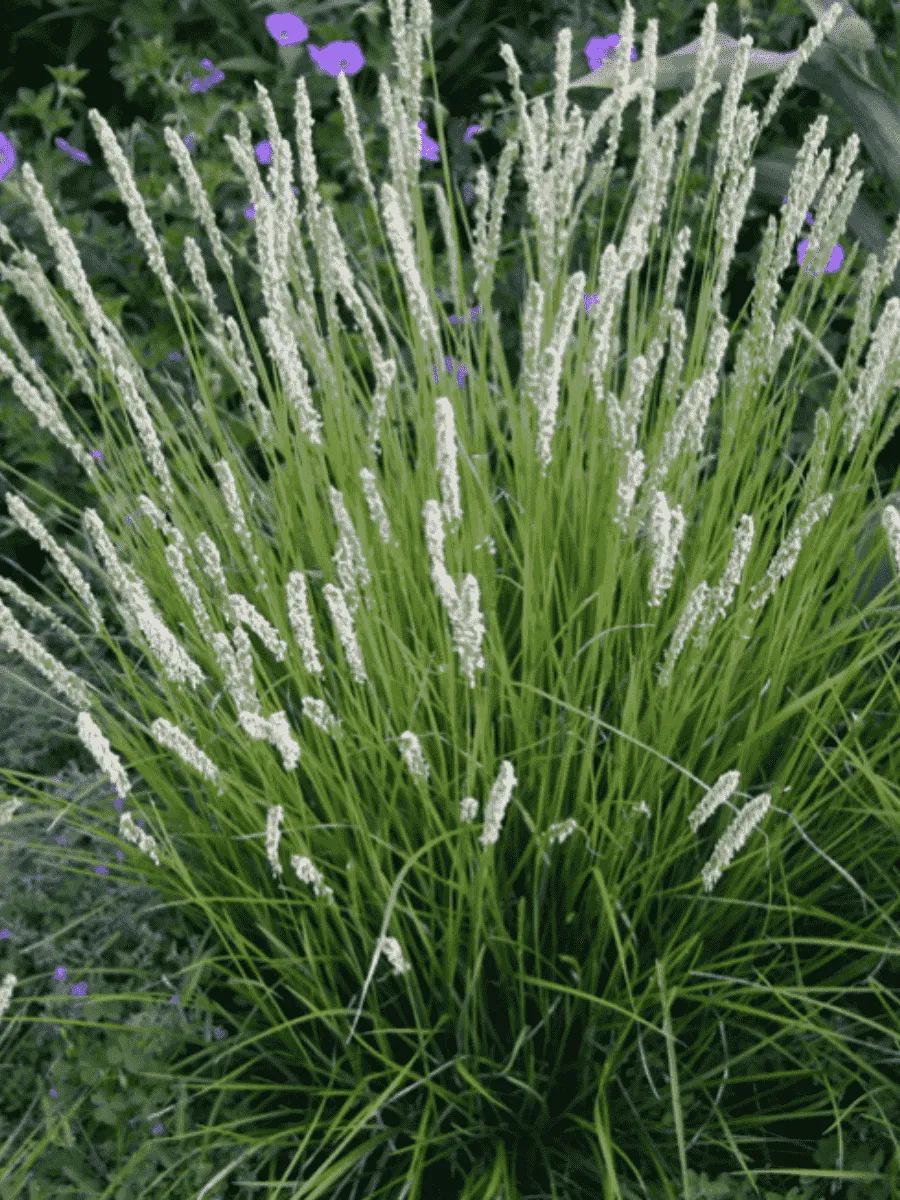 Сеслерия серебристая Argentea