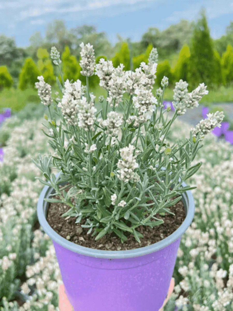 Лаванда  White Scent Compact