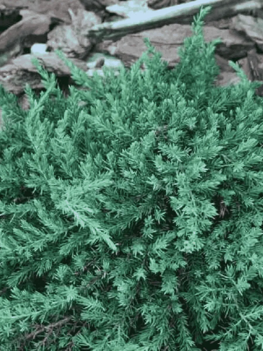 Можжевельник обыкновенный Greenmantle