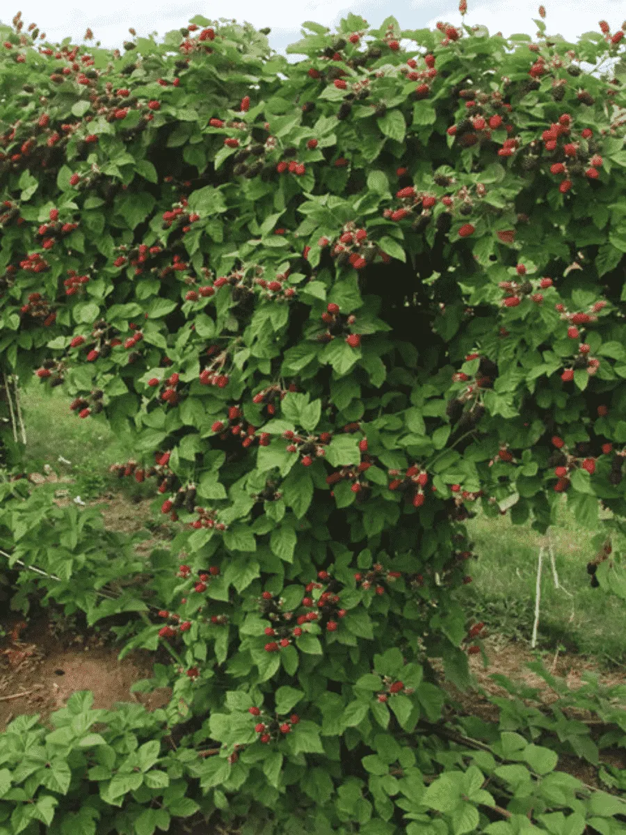 Ежевика ремонтантная Hall"s beauty