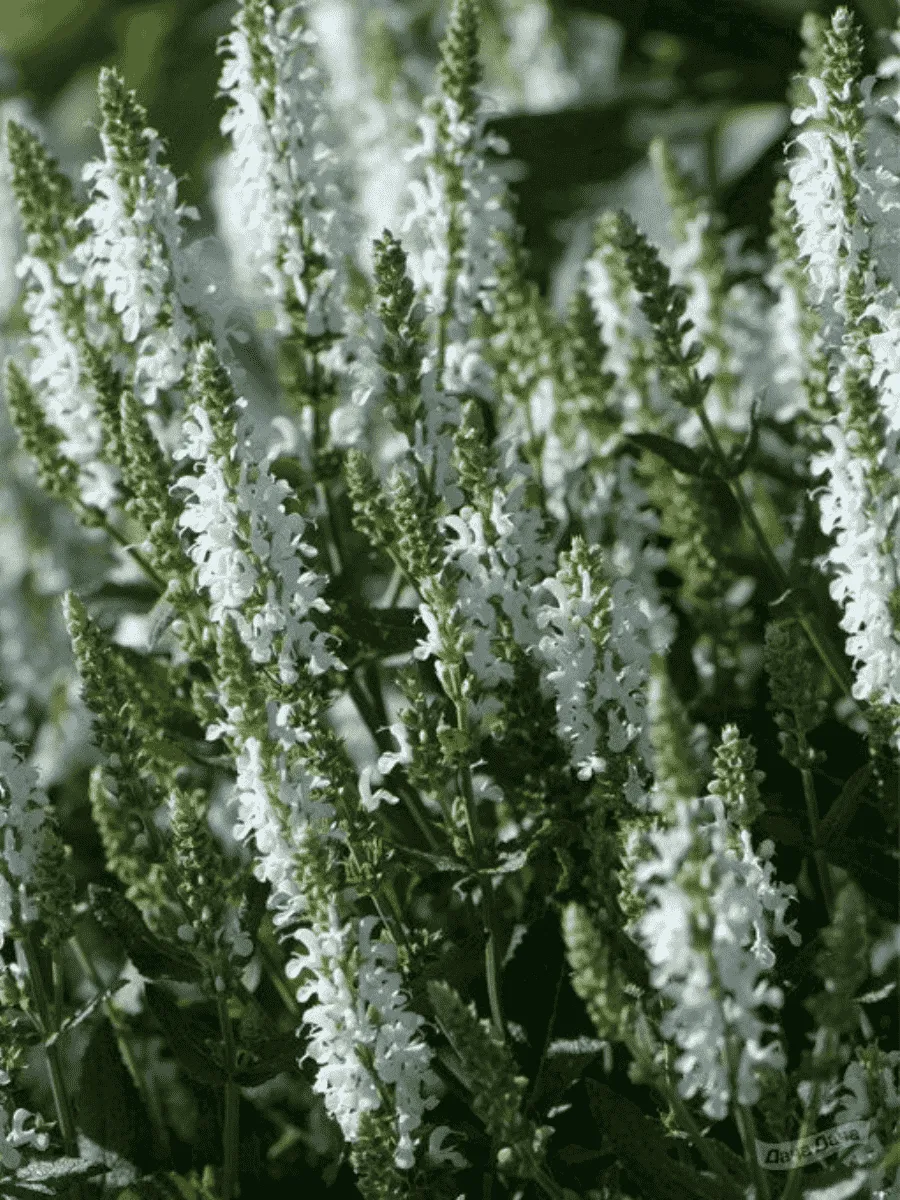 Шалфей дубравный Sensation Compact White