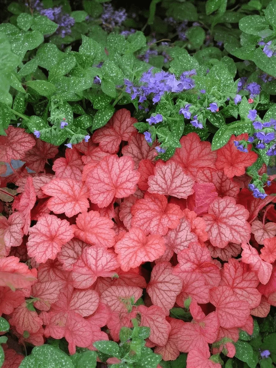 Гейхера Georgia Peach