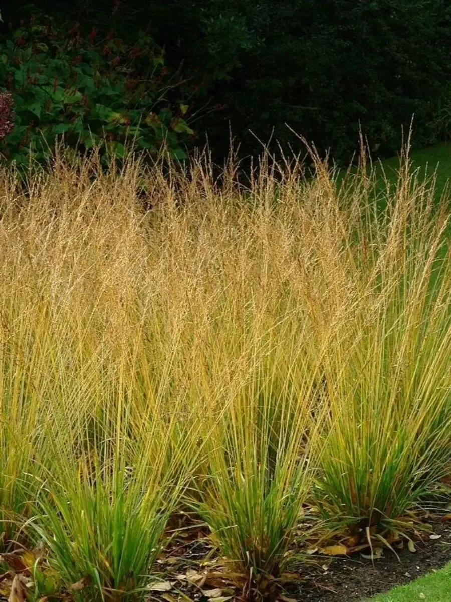 Молиния тростниковая Witches broom