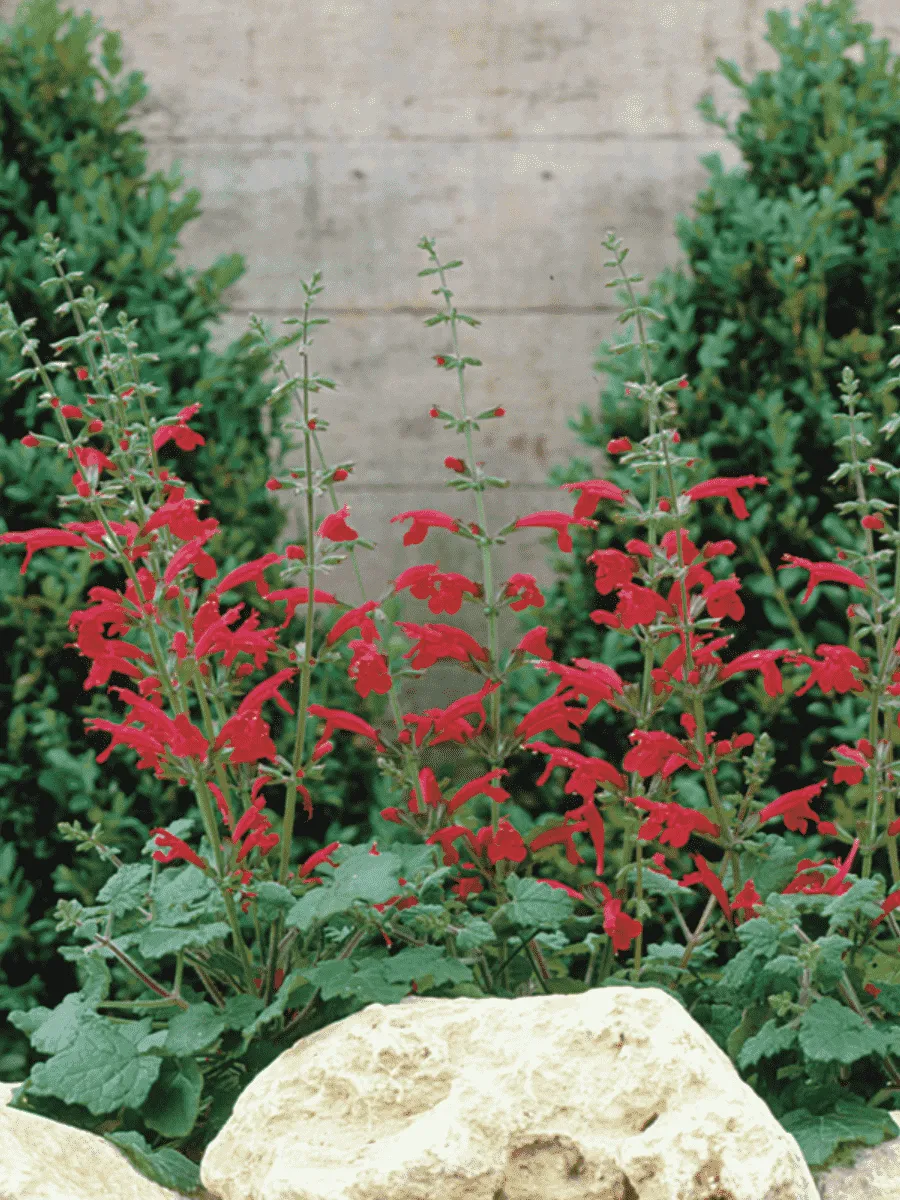 Шалфей ремера Hot Trumpets