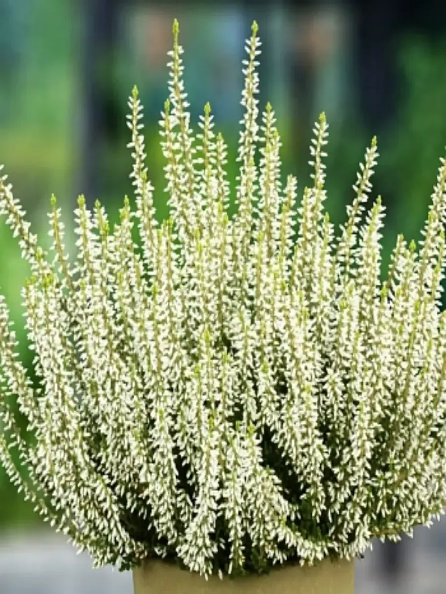 Вереск обыкновенный White Angie