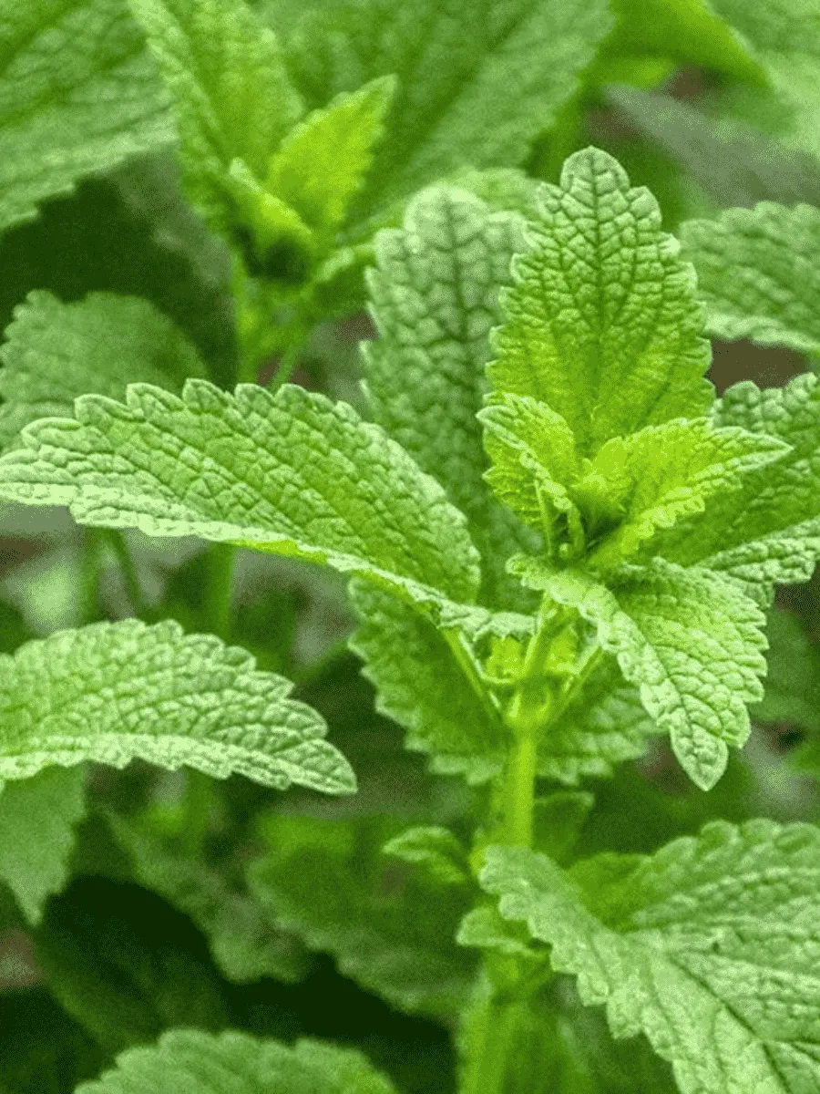 Мелисса лекарственная Relax