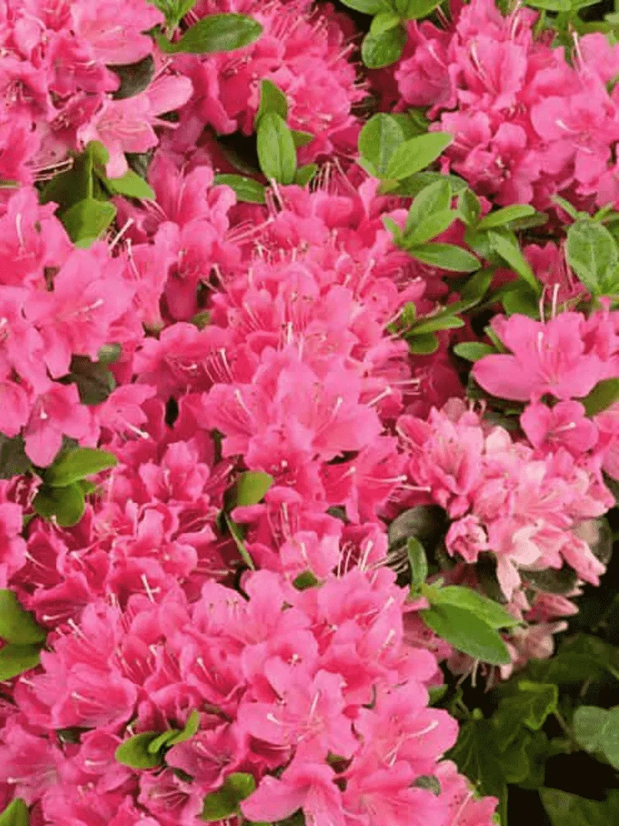 Рододендрон Geisha Pink