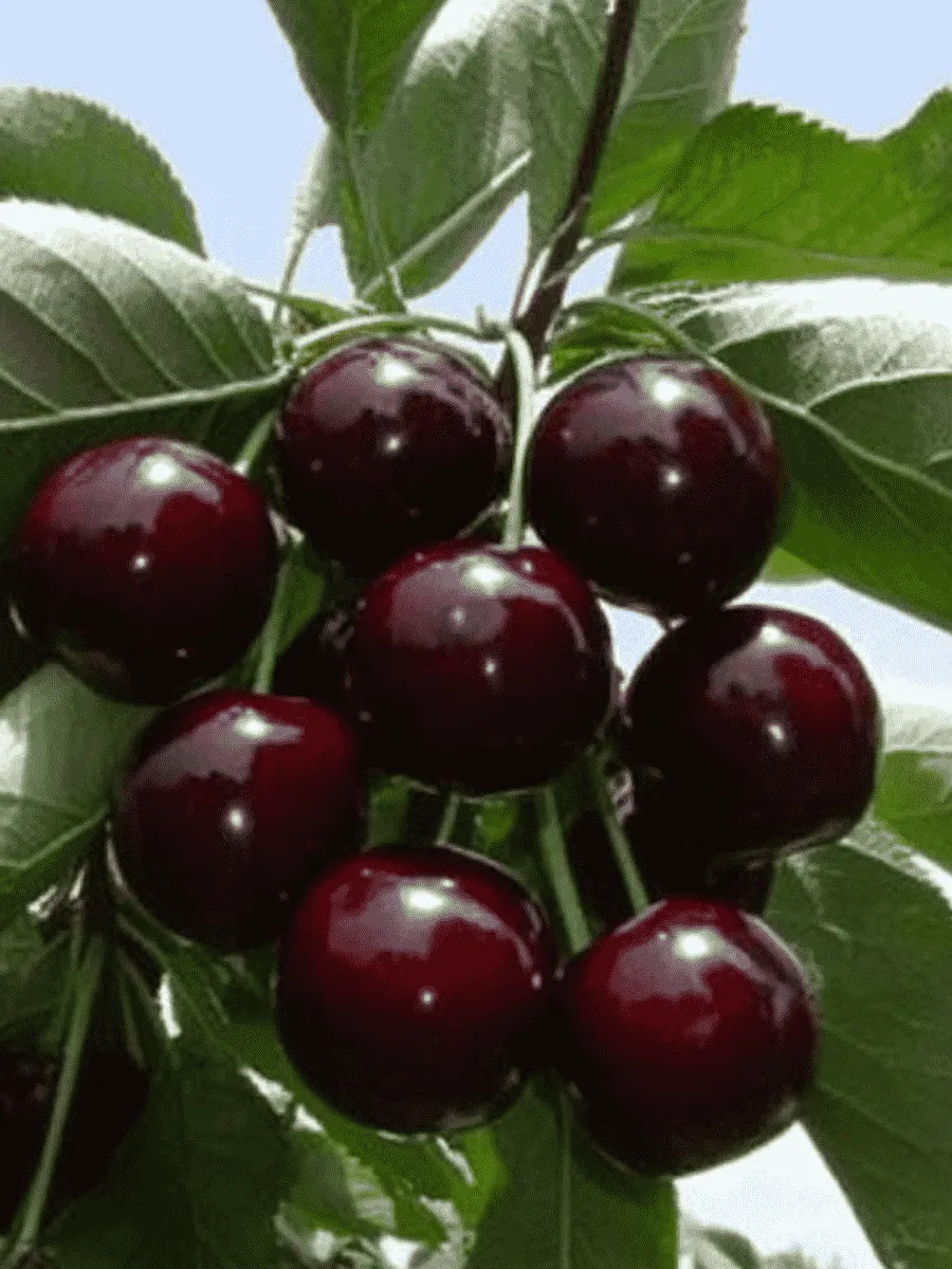 Черешня Ревна