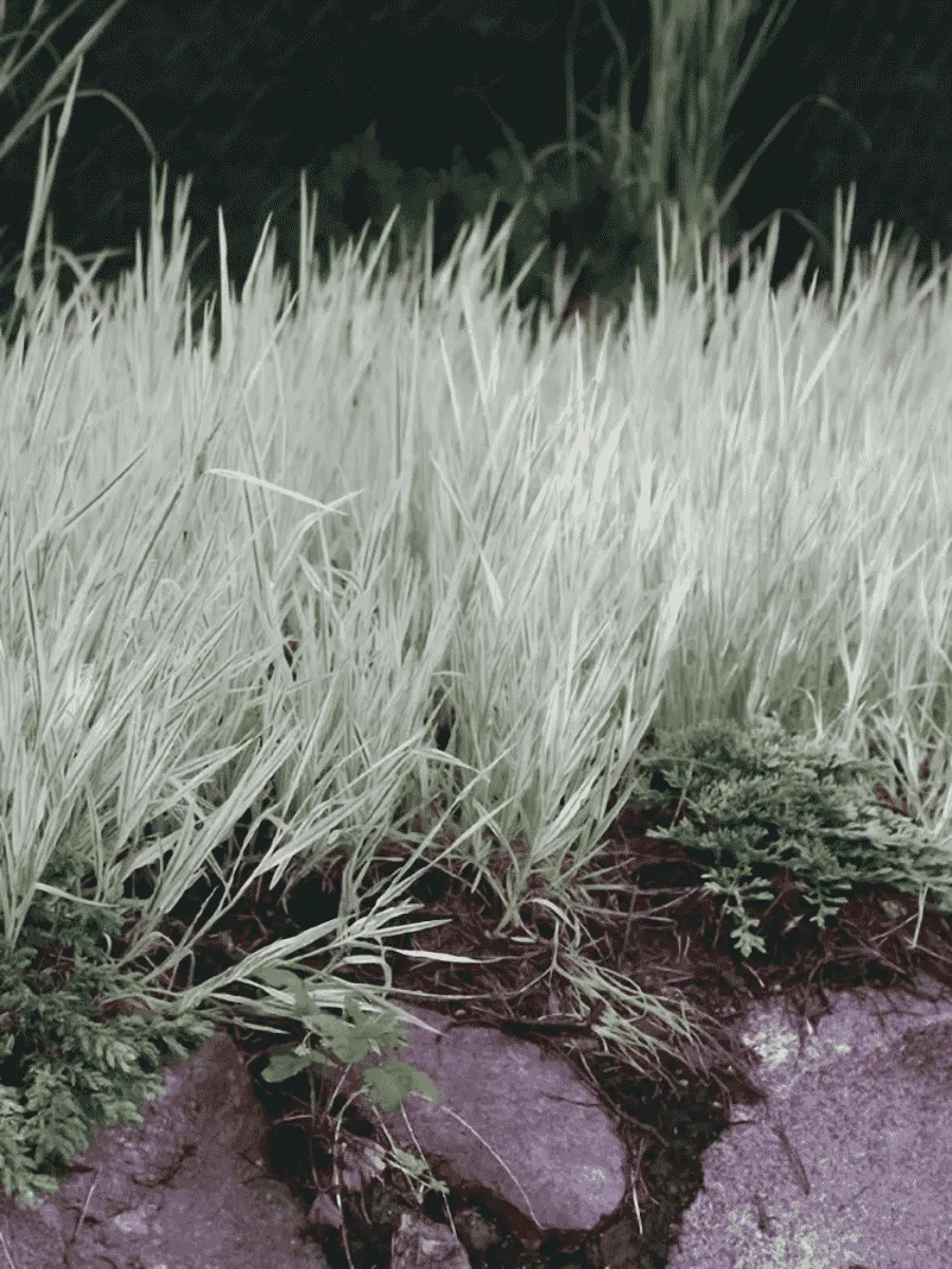 Бухарник мягкий Albovariegatus