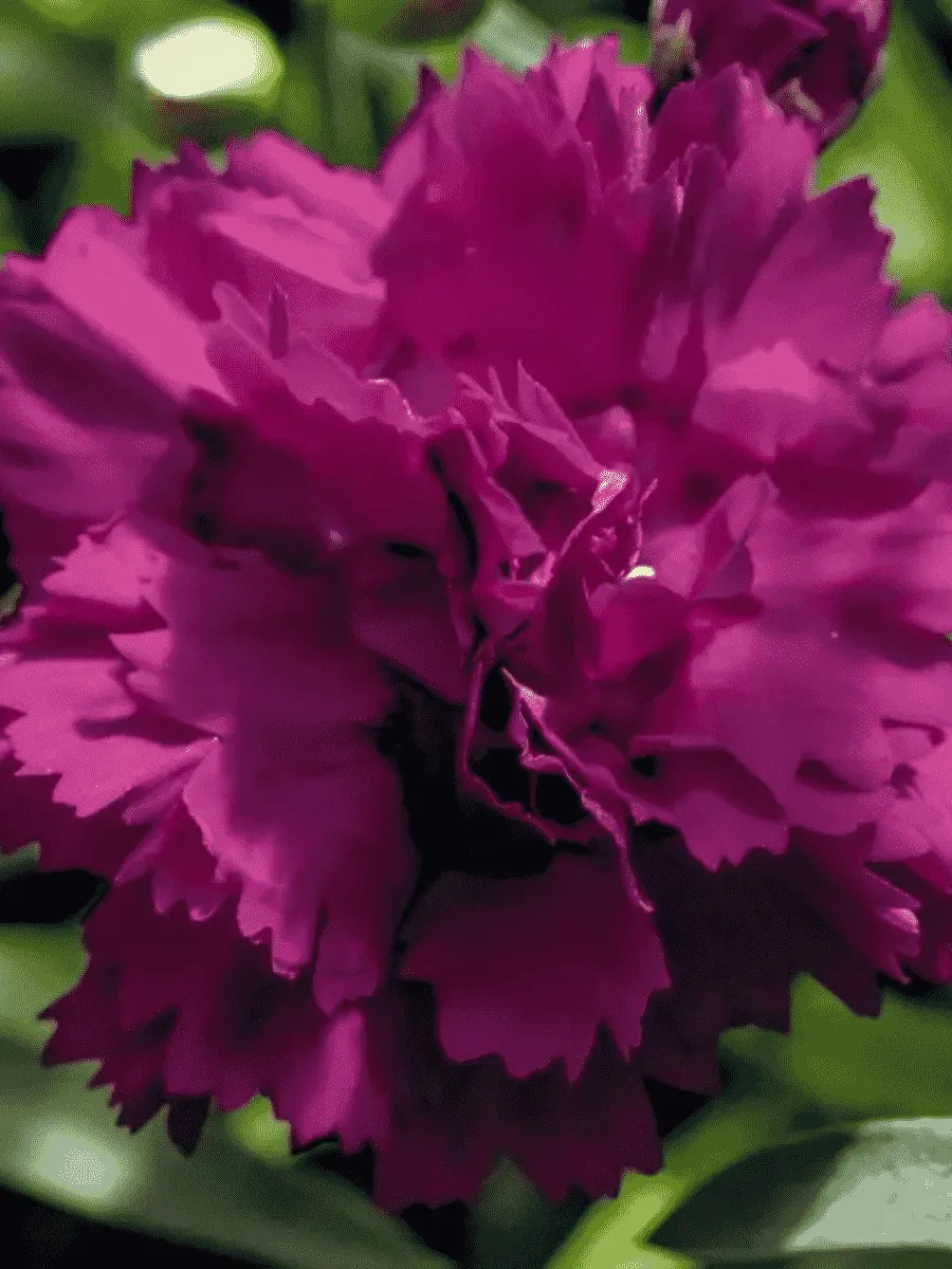 Гвоздика садовая Code Purple Dark Center