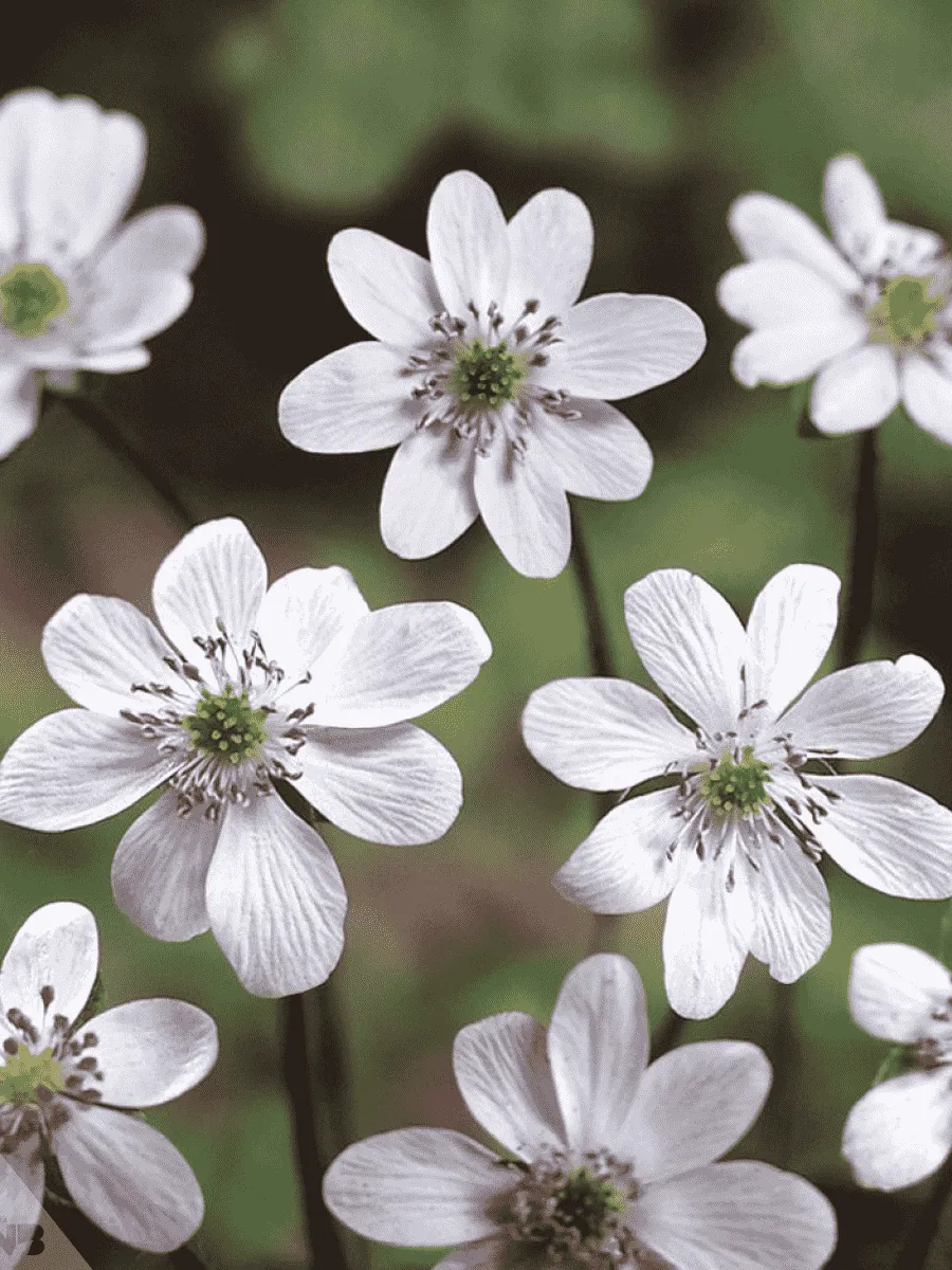 Печеночница японская White Forest Hybrids
