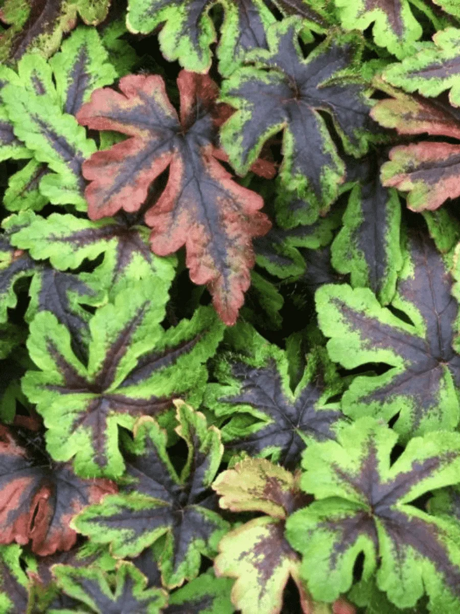 Тиарелла Jeepers Creepers